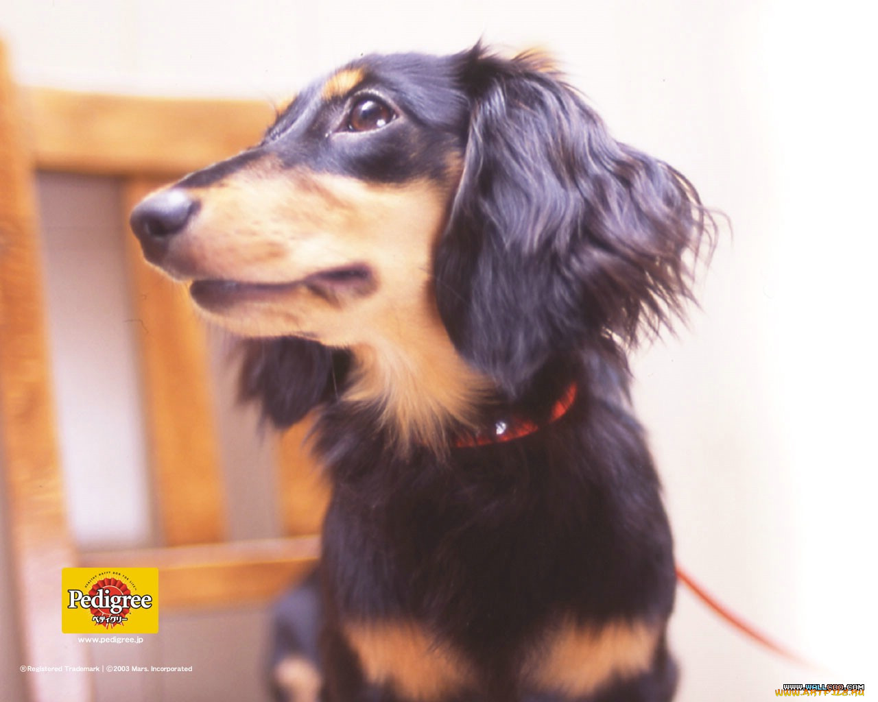 , pedigree